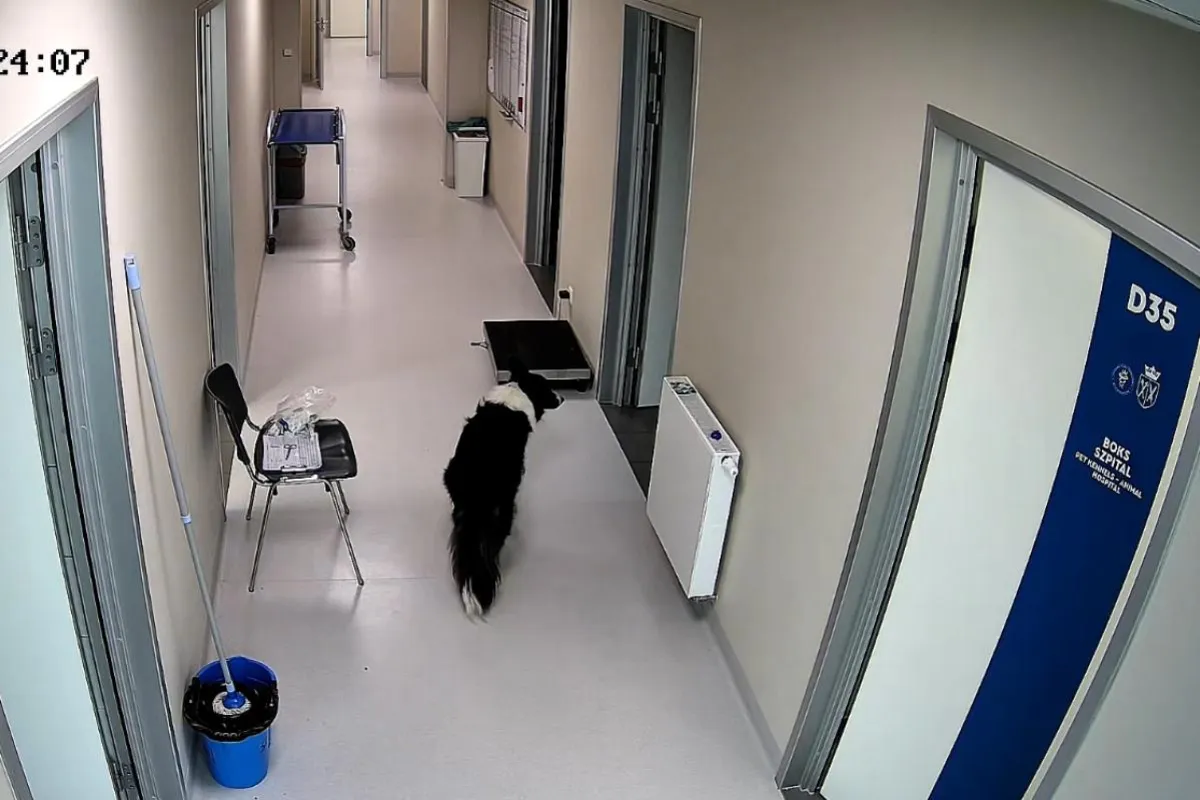 Pies wyszedł z kliniki na własne żądanie. Szczęśliwy finał. WIDEO